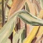 Corn close-up